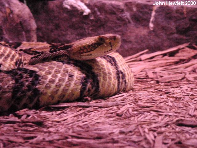 Crotalus horridus atricaudatus.jpg [77 Kb]